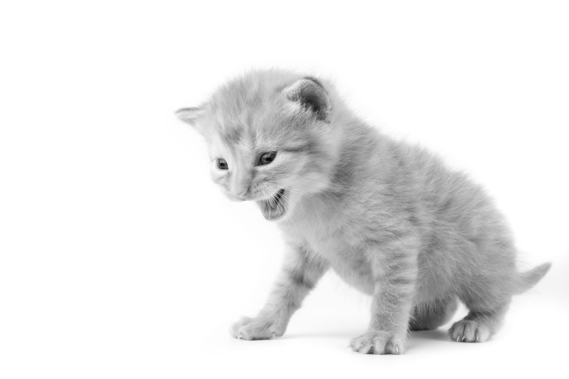 ../../_images/cat.jpg